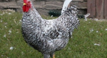 Borkovsky barvy kuřat: jaká je zvláštnost správné péče a údržby?